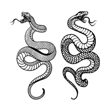 Black And White Illustration Of A Snake, Illustrated With Fine, Detailed Lines To Show Its Scales And Markings