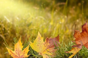 Canvas Print - Autumn dry colorful Leaves in park.