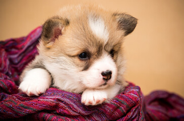 Poster - little corgi puppy lies and looks in a blanket