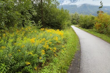 Canada goldenrod invasive plant