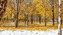 Maples And Birches In The Park. Fallen Leaves In The Snow