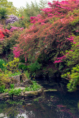 Wall Mural - Beautiful Garden with blooming trees and bushes during spring time, Wales, UK, early spring flowering azalea shrubs