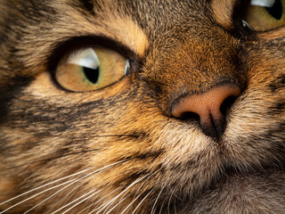Wall Mural - detail of cat nose - macro photography
