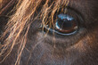 Auge | Pferd