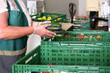 canvas print picture - Lebensmittelspende Tafel: Ehrenamtliche Frau mit Handschuhen packt Obst und Gemüse wie frische Zucchini in grüne Kisten für die Verteilung an Bedürftige - selektiver Fokus
