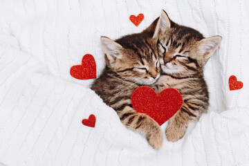 A couple of happy kittens sleep together. Kittens loving each other. Adorable cat hugs for Valentine's Day.