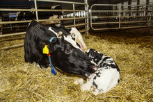 Holstein Cow With Her Newborn Calf In A Pen On A Robotic Dairy Farm, North Of Edmonton; Alberta, Canada