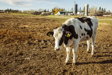 Holstein Cow Standing In A Fenced Area With Identification Tags In It's Ears And Farm Structures In The Background On A Robotic Dairy Farm, North Of Edmonton; Alberta, Canada