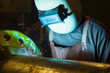 © Designpics - A welder wearing mask and eye protection is butt welding a flange to a pipe in a fabrication plant; Innisfail, Alberta, Canada