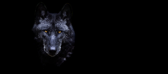 Wall Mural - Template of a black wolf with a black background