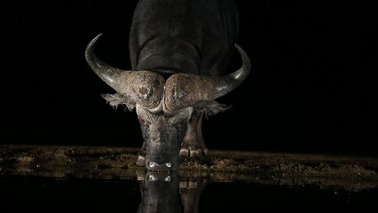 Canvas Print - African Buffalo visiting a water hole at night in South Africa