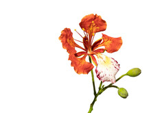 Poinciana Regia Or Delonix Regia Flowers Isolated And Cut Out, Transparent Background. Other Names: Royal Poinciana, Flamboyant, Acacia Rubra, Phoenix Flower, Flame Of The Forest, Flame Tree