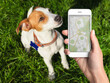 © New Africa - Application to find pet by identification chip. Woman using smartphone near dog with collar outdoors, closeup