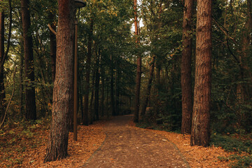 Wall Mural - Many beautiful trees and pathway with fallen leaves in autumn park