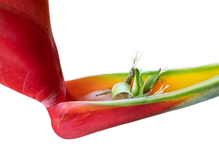 Red flower of Heliconia bihai, red palulu or garden banana tree, a tropical flower cut out.