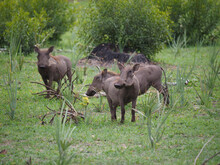 Wild African Warthogs (Phacochoerus Africanus) In The Veldt In Zimbabwe, Africa