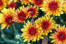 Beautiful Bushes Of Chrysanthemum Flowers Yellow And Red Colors