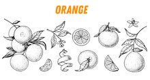 Orange Fruit Sketch Hand Drawn Design. Vector Illustration. Design, Package, Brochure Illustration. Orange Fruit Illustration. Design Elements For Packaging Design And Other.