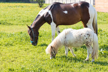 White And Brown Horse And Pony In A Green Pasture
