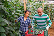 © JackF - Farmer couple working in greenhouse in summer day, harvesting fresh ripe cucumbers