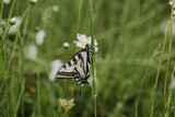 Fototapeta Na ścianę - Beautiful butterfly on stem
