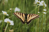Fototapeta Na ścianę - Beautiful butterfly on stem
