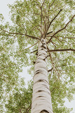 Fototapeta Na ścianę - Tall birch tree