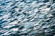 © Designpics - A closeup of a school of tiny fry.
