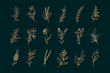 Vector botanical elements in golden color. Floral background. golden flowers and plants on the dark background. Pattern with gold plants