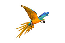 Colorful Blue And Gold Macaw Parrot Flying Isolated On Transparent Background.