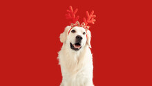 Dog Christmas Banner. Funny Golden Retriever Dog Wearing Xmas Reindeer Antlers, Sitting On Red Background, Panorama