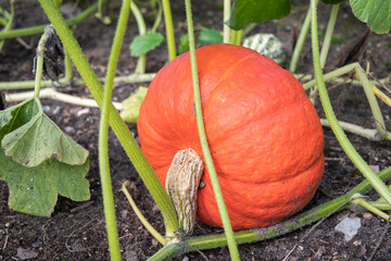 red-orange pumpkin hanging on a stem with large green leaves ,autumn harvest