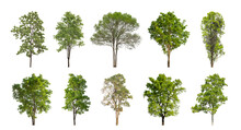 Collection Of Green Trees Isolated On Transparent Background. For Easy Selection Of Designs.