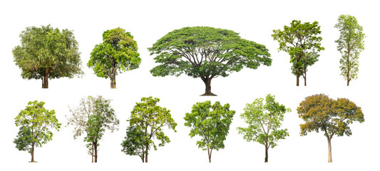 Wall Mural - Collection of green trees isolated on transparent background. for easy selection of designs.