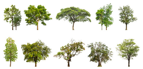Wall Mural - Collection of green trees isolated on transparent background. for easy selection of designs.