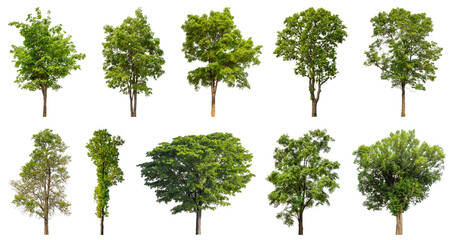 Wall Mural - Collection of green trees isolated on transparent background. for easy selection of designs.
