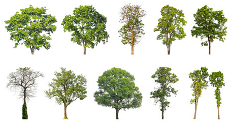 Wall Mural - Collection of green trees isolated on transparent background. for easy selection of designs.
