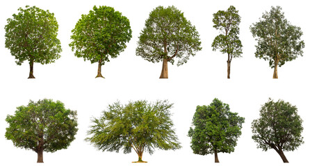 Wall Mural - Collection of green trees isolated on transparent background. for easy selection of designs.