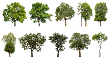 Fototapete - Collection of green trees isolated on transparent background. for easy selection of designs.