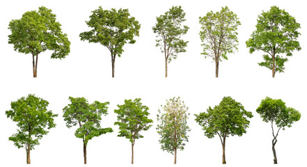 Wall Mural - Collection of green trees isolated on transparent background. for easy selection of designs.