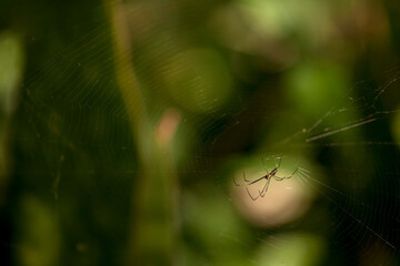 spider on web
