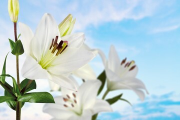 Wall Mural - White beautiful fresh Lily flower