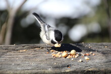 Bird Feeding On A Feeder