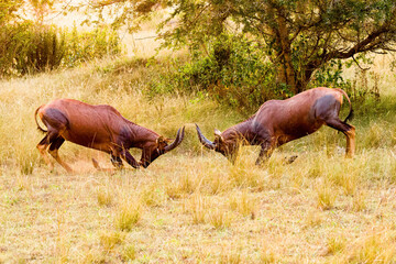 Canvas Print - fighting antelopes