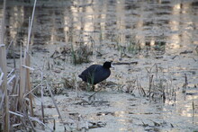 Bird In The Wetlands, Elk Island National Park, Alberta