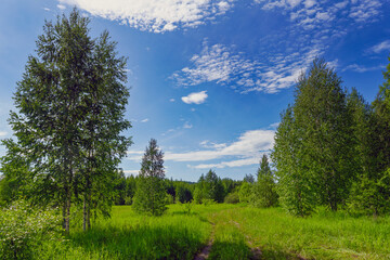 Wall Mural - Summer landscape green meadow and forest in the background against the backdrop of a beautiful blue sky and white clouds.