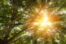 Forest Tall Trees Pine Grass Sun Rays, Beautiful Rays Of Sunlight Shining Through The Vibrant Lush Green Foliage And Creating A Dynamic Scenery Of Light And Shadow