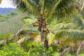 Coconut Tree at the island of Langkawi. Coconut palm on blue sky. Palm tee with ripe coconuts. Exotic and wild scenery with palm trees and coconut trees in Malaysia. Green Palm Tree against blue sky