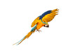 Colorful Blue and gold macaw parrot flying isolated on transparent background.