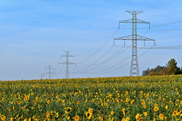 Wall Mural - Sunflowers field with tower of 400 kV power transmission line of the Czech transmission system.